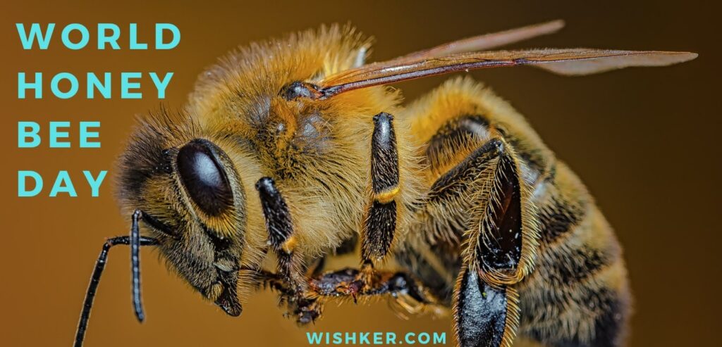 World Honey Bee Day 1024x493 
